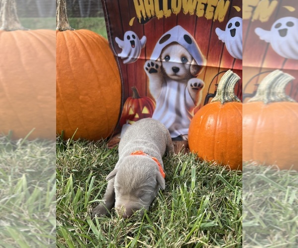 Medium Photo #9 Labrador Retriever Puppy For Sale in NEOLA, WV, USA