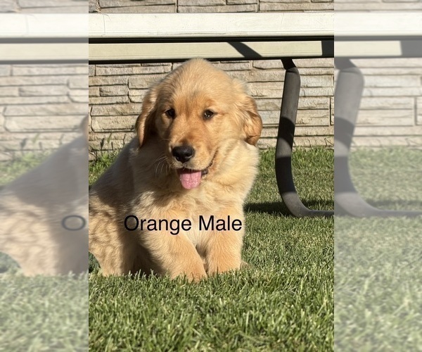 Medium Photo #1 Golden Retriever Puppy For Sale in DENAIR, CA, USA