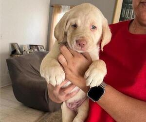 Pyredoodle Puppy for sale in RIVERVIEW, FL, USA