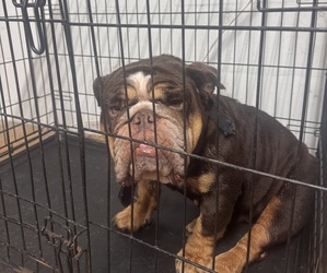 Bulldog Puppy for sale in CLEARWATER, FL, USA
