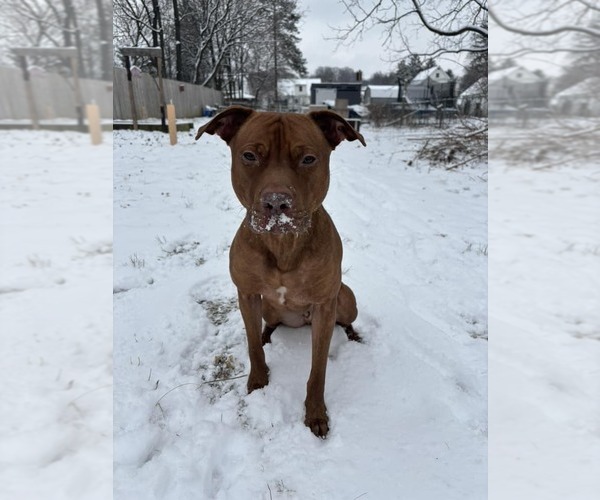 Medium Photo #9 American Pit Bull Terrier-Staffordshire Bull Terrier Mix Puppy For Sale in Shermans Dale, PA, USA