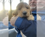 Small Photo #4 Goldendoodle Puppy For Sale in WAKE FOREST, NC, USA