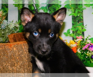 Pomsky Puppy for sale in HAMMOND, IN, USA
