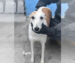 Small #1 Whippet