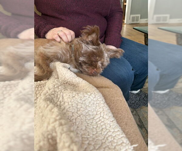 Medium Photo #3 Mutt Puppy For Sale in Holland, MI, USA