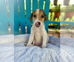 Small #2 Mutt