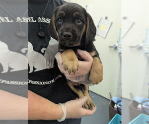 Beagle Dogs for adoption in Evansville, IN, USA