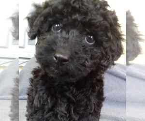 Poodle (Toy) Puppy for sale in SAN ANTONIO, TX, USA