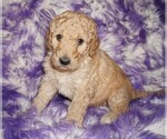 Small #4 Labradoodle mix (+ Poodle Standard)