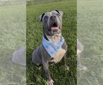 Small #2 Staffordshire Bull Terrier Mix