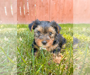Yorkshire Terrier Puppy for sale in LYNNWOOD, WA, USA