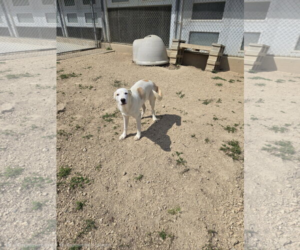 Medium Photo #1 Siberian Husky-Unknown Mix Puppy For Sale in Maquoketa, IA, USA