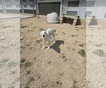 Big Boy - Male Siberian Husky-Unknown Mix Dog for Adoption - Small photo