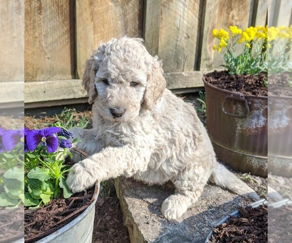 Medium Photo #4 Goldendoodle-Poodle (Standard) Mix Puppy For Sale in LEHIGHTON, PA, USA