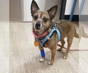 Sable - Female Chihuahua-Unknown Mix Dog for Adoption - Photo #2