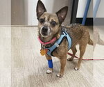 Small Photo #2 Chihuahua-Unknown Mix Puppy For Sale in Mount Laurel, NJ, USA