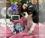 Small #2 Cavalier King Charles Spaniel