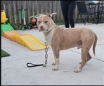 Small Photo #7 American Bully Puppy For Sale in NEW BERN, NC, USA