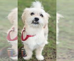 Small Photo #11 Mutt Puppy For Sale in Philadelphia, PA, USA