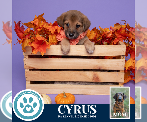 Medium Photo #2 Golden Retriever-Unknown Mix Puppy For Sale in Kimberton, PA, USA