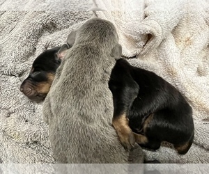 Doberman Pinscher Puppy for sale in NEWTON, NC, USA