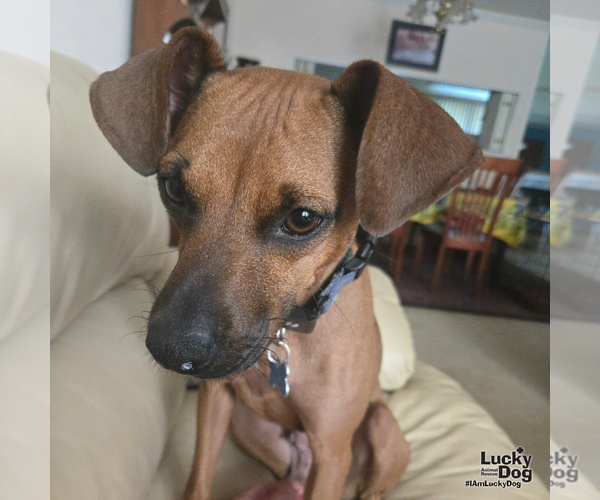 Medium Photo #7 Miniature Pinscher-Unknown Mix Puppy For Sale in Washington, DC, USA