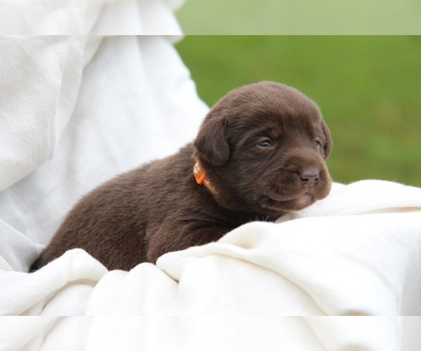 Medium Photo #3 Labrador Retriever Puppy For Sale in HYDE PARK, VT, USA