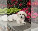Small #2 Lhasa-Coton