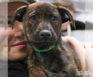 Labrador Retriever-Unknown Mix Dogs for adoption in Washington, DC, USA