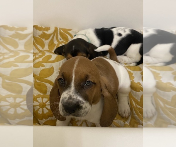 Medium Photo #3 Basset Hound Puppy For Sale in NORMAN, OK, USA