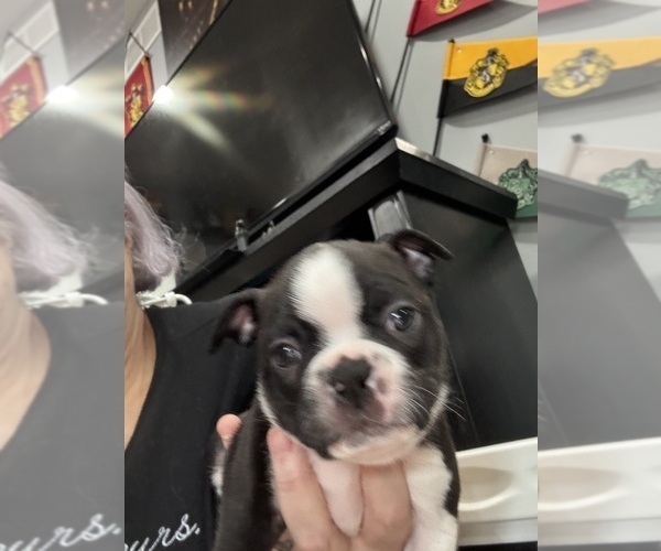 Medium Photo #4 Boston Terrier Puppy For Sale in CRYSTAL, MN, USA
