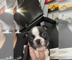 Small #3 Boston Terrier
