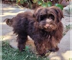 Small #3 Yorkipoo