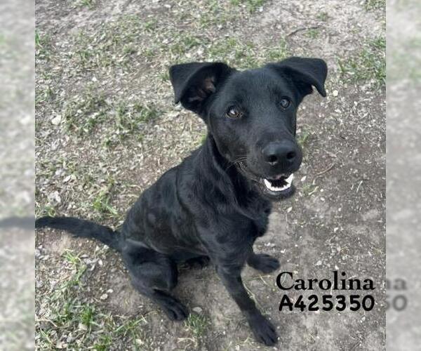 Medium Photo #2 Labrador Retriever-Unknown Mix Puppy For Sale in Conroe, TX, USA