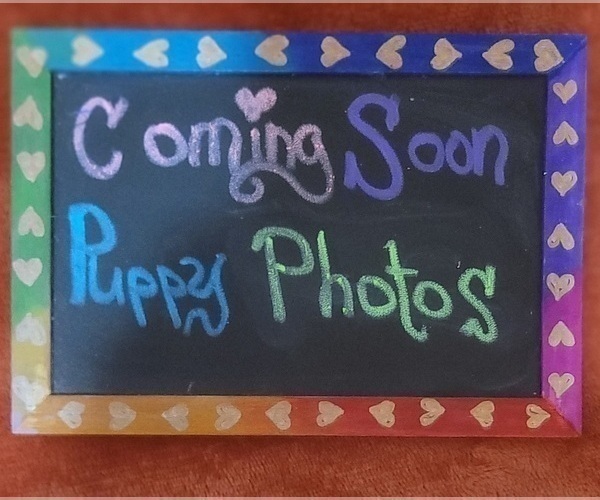 Medium Photo #1 Yorkshire Terrier Puppy For Sale in AKRON, OH, USA