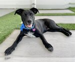 Small Photo #5 Labrador Retriever-Unknown Mix Puppy For Sale in Royal Palm Beach, FL, USA