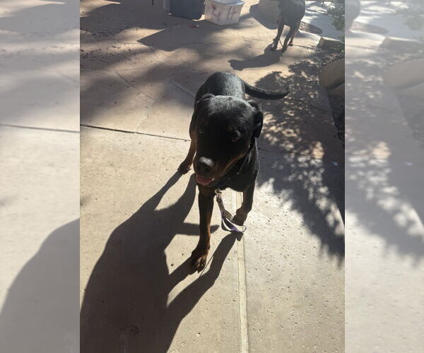 Medium Photo #2 Rottweiler Puppy For Sale in Gilbert, AZ, USA