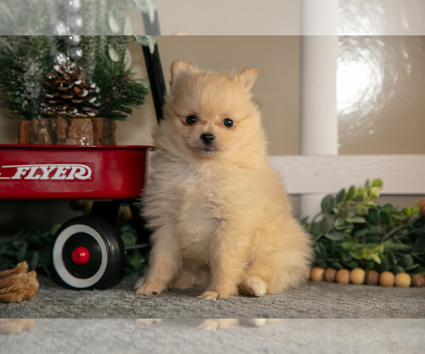 Medium Photo #2 Pomeranian Puppy For Sale in NAPPANEE, IN, USA