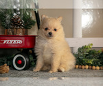 Small #1 Pomeranian