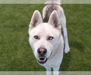 IVAN - Male Siberian Husky Dog for Adoption - Photo #3