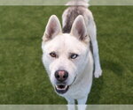 Small Photo #3 Siberian Husky Puppy For Sale in Martinez, CA, USA