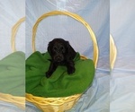 Small Photo #8 Goldendoodle Puppy For Sale in JEDDO, MI, USA