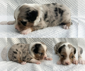 Miniature Australian Shepherd Puppy for sale in BROOKER, FL, USA