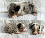 Image preview for Ad Listing. Nickname: Blue Merle male