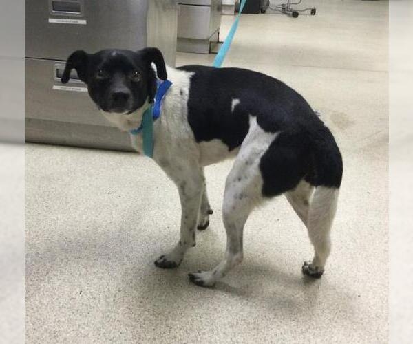 Medium Photo #1 Chihuahua-Unknown Mix Puppy For Sale in Riverside, CA, USA