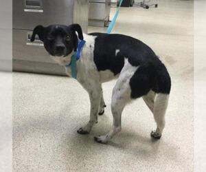 Chihuahua-Unknown Mix Dogs for adoption in Riverside, CA, USA