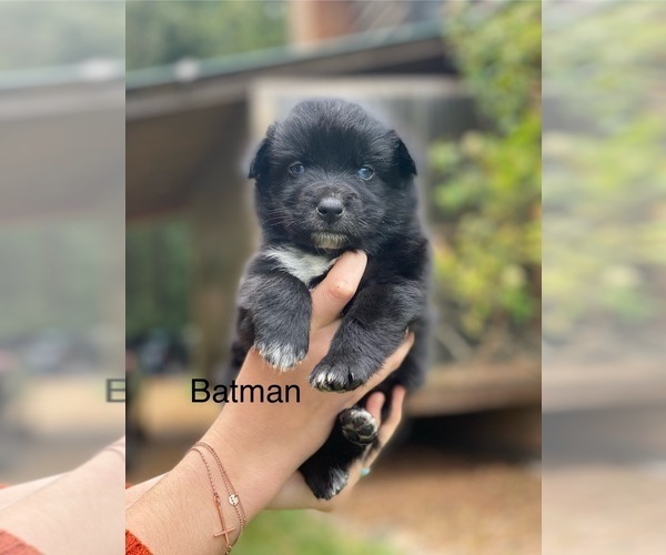 Medium Photo #5 Australian Shepherd Puppy For Sale in MOCKSVILLE, NC, USA