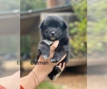 Small #4 Australian Shepherd