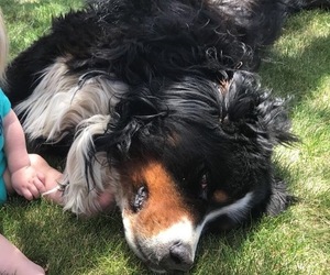 Bernese Mountain Dog Puppy for sale in GREELEY, CO, USA