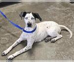 Small #1 Dalmatian-German Shorthaired Pointer Mix